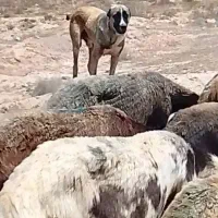 سگ افغانی