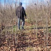 نهال|خدمات باغبانی و درختکاری|دلند, |دیوار