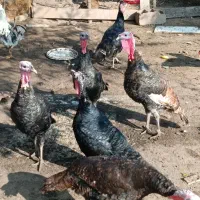 بوقلمون برنز|حیوانات مزرعه|لنگرود, |دیوار