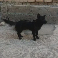 سگ پا کوتاه نر