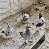 شامی دم سفید