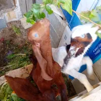 کهره پاکستانی کامل دستی