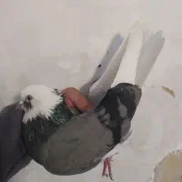 دوتا کفتر. پرشی