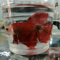 ماهی|ماهی|بیجار, |دیوار