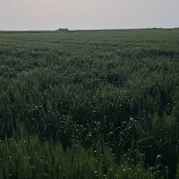 اجاره ۳۵ هکتار زمین کشاورزی