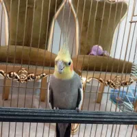 یک جفت عروس هلندی تخم گذار