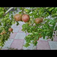 باغ-سلیمانیه