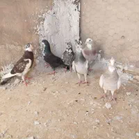 کبوتر