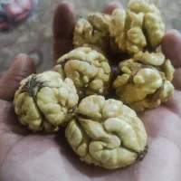 گردو|فعالیت داوطلبانه|نهاوند, |دیوار