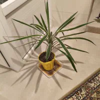 گلدان و پایه گدان|گل و گیاه طبیعی|لواسان, |دیوار