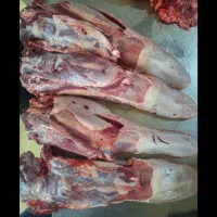 پخش زبان گوساله ،سیراب ،پاچه ،مغز