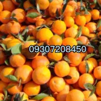 تامسون پرتقال خونی محلی|حراج|هچیرود, |دیوار