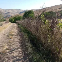 زمین|فروش دفتر صنعتی، کشاورزی، تجاری|کنگاور, |دیوار