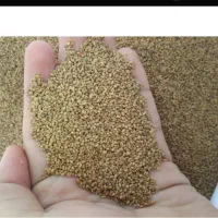 فروش بذر یونجه