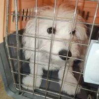 سلام ماده نژاد شیتزو تلییر اروم