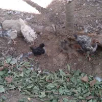 جوجه فری زیبا کمیاب قابل معاوضه|حیوانات مزرعه|جوین, |دیوار