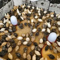 فروش بلدرچین عمده و خورده