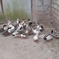 اردک پروازی|حیوانات مزرعه|رشت, جانبازان|دیوار