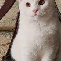 گربه اسکاتیش نر فقط برای جفتگیری