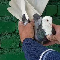 کبوتر.ابلغ.هما.