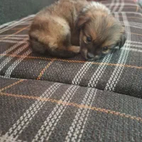 اشتیپز پامر بامزه و شیطون|سگ|شیراز, بهارستان|دیوار