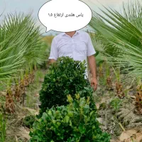 یاس هلندی سبز زمینی و ابلق گلدون۴۵|گل و گیاه طبیعی|آمل, |دیوار