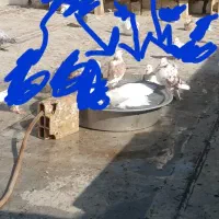 معاوضه جوجه شازده سرور|پرنده|قم, یزدانشهر|دیوار