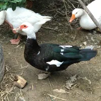 اردک اسرائیلی