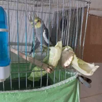 فروش عروس هلندی نر و ماده با قفس