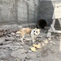 سگ پاکوتاه سرابی|سگ|تبریز, |دیوار