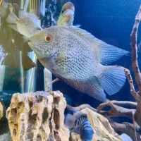 ماهی آکواریوم خاص و گلچین شده