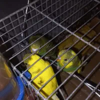 جوجه مرغ عشق