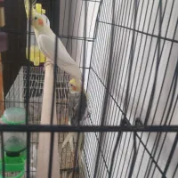 عروس هلندی جفت|پرنده|مشهد, قائم|دیوار