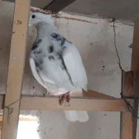 کبوتر نرالماسی