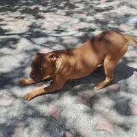 سگ پیت بال چشم ابی نژاد خالص