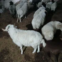 بره نر تالشی ۱۵ عدد|حیوانات مزرعه|اسالم, |دیوار