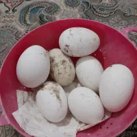 تخم قو غاز گردن ماری|حیوانات مزرعه|زابل, |دیوار