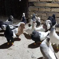 کبوتر ۲۵پرنده دوری اندیمشک هستم