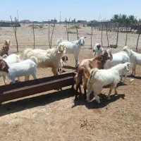 نری، چپش، بزکهره دار