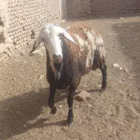 بره قوچی بروجردی  درجه یک شر کیلو ۳۶۰|حیوانات مزرعه|کاشمر, |دیوار