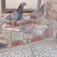 بورمسافت بلند