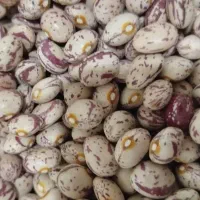 لوبیا چیتی زنجان|خوردنی و آشامیدنی|تهران, انبار نفت|دیوار