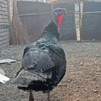 بوقلمون نر صددرصد طبیعی