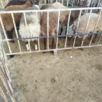 گوسفند زنده، بره خونی،قصاب