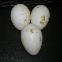 تخم نطفه دار عروس هلندی