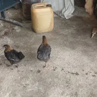 دو عدد جوجه مرغ