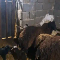 میش دو قلو زا