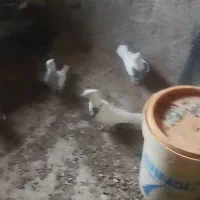 طوقی