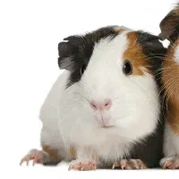 حیوون خونگی