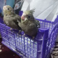 جوجه عروس هلندی دانه ای 300